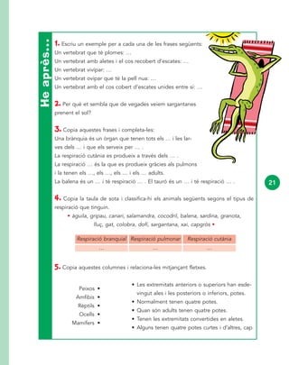 1. Escriu un exemple per a cada una de les frases següents:
Un vertebrat que té plomes: …
Un vertebrat amb aletes i el cos recobert d’escates: …
Un vertebrat vivípar: …
Un vertebrat ovípar que té la pell nua: …
Un vertebrat amb el cos cobert d’escates unides entre si: …
2. Per què et sembla que de vegades veiem sargantanes
prenent el sol?
3. Copia aquestes frases i completa-les:
Una brànquia és un òrgan que tenen tots els … i les lar-
ves dels … i que els serveix per … .
La respiració cutània es produeix a través dels … .
La respiració … és la que es produeix gràcies als pulmons
i la tenen els …, els …, els … i els … adults.
La balena és un … i té respiració … . El tauró és un … i té respiració … .
4. Copia la taula de sota i classifica-hi els animals següents segons el tipus de
respiració que tinguin.
• àguila, gripau, canari, salamandra, cocodril, balena, sardina, granota,
lluç, gat, colobra, dofí, sargantana, xai, capgròs •
5. Copia aquestes columnes i relaciona-les mitjançant fletxes.
• Les extremitats anteriors o superiors han esde-
vingut ales i les posteriors o inferiors, potes.
• Normalment tenen quatre potes.
• Quan són adults tenen quatre potes.
• Tenen les extremitats convertides en aletes.
• Alguns tenen quatre potes curtes i d’altres, cap.
Heaprès…
Respiració branquial
…
Respiració pulmonar
…
Respiració cutània
…
21
Peixos •
Amfibis •
Rèptils •
Ocells •
Mamífers •
 