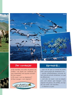 a) Els mamífers, els ocells, els peixos, els
amfibis i els rèptils són vertebrats. En
què s’assemblen tots aquests animals?
b) Com neixen?
c) On viuen i com es desplacen?
d) Què mengen i com respiren?
P e r c o me n ç a r
…què vol dir que un animal és verte-
brat i quins grups de vertebrats hi ha.
…quines característiques comunes te-
nen tots els animals vertebrats i en què
es diferencien.
…com són, on viuen i com es despla-
cen, com neixen, què mengen i com
respiren els peixos, els amfibis, els rèp-
tils, els ocells i els mamífers.
…a observar un peix.
A p r e n d r à s …
Ocells
Peixos
 
