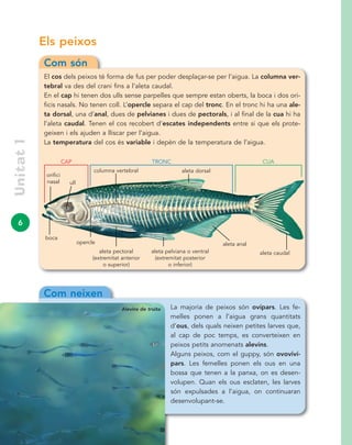 6
Unitat1
Els peixos
Com neixen
La majoria de peixos són ovípars. Les fe-
melles ponen a l’aigua grans quantitats
d’ous, dels quals neixen petites larves que,
al cap de poc temps, es converteixen en
peixos petits anomenats alevins.
Alguns peixos, com el guppy, són ovoviví-
pars. Les femelles ponen els ous en una
bossa que tenen a la panxa, on es desen-
volupen. Quan els ous esclaten, les larves
són expulsades a l’aigua, on continuaran
desenvolupant-se.
Com són
El cos dels peixos té forma de fus per poder desplaçar-se per l’aigua. La columna ver-
tebral va des del crani fins a l’aleta caudal.
En el cap hi tenen dos ulls sense parpelles que sempre estan oberts, la boca i dos ori-
ficis nasals. No tenen coll. L’opercle separa el cap del tronc. En el tronc hi ha una ale-
ta dorsal, una d’anal, dues de pelvianes i dues de pectorals, i al final de la cua hi ha
l’aleta caudal. Tenen el cos recobert d’escates independents entre si que els prote-
geixen i els ajuden a lliscar per l’aigua.
La temperatura del cos és variable i depèn de la temperatura de l’aigua.
aleta caudal
aleta anal
aleta pelviana o ventral
(extremitat posterior
o inferior)
aleta pectoral
(extremitat anterior
o superior)
boca
opercle
ull
orifici
nasal
aleta dorsal
CUACAP TRONC
Alevins de truita
columna vertebral
 