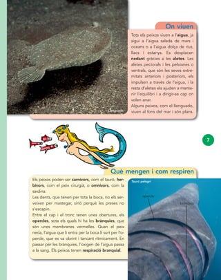 7
On viuen
Tots els peixos viuen a l’aigua, ja
sigui a l’aigua salada de mars i
oceans o a l’aigua dolça de rius,
llacs i estanys. Es desplacen
nedant gràcies a les aletes. Les
aletes pectorals i les pelvianes o
ventrals, que són les seves extre-
mitats anteriors i posteriors, els
impulsen a través de l’aigua, i la
resta d’aletes els ajuden a mante-
nir l’equilibri i a dirigir-se cap on
volen anar.
Alguns peixos, com el llenguado,
viuen al fons del mar i són plans.
Què mengen i com respiren
Els peixos poden ser carnívors, com el tauró, her-
bívors, com el peix cirurgià, o omnívors, com la
sardina.
Les dents, que tenen per tota la boca, no els ser-
veixen per mastegar, sinó perquè les preses no
s’escapin.
Entre el cap i el tronc tenen unes obertures, els
opercles, sota els quals hi ha les brànquies, que
són unes membranes vermelles. Quan el peix
neda, l’aigua que li entra per la boca li surt per l’o-
percle, que es va obrint i tancant rítmicament. En
passar per les brànquies, l’oxigen de l’aigua passa
a la sang. Els peixos tenen respiració branquial.
Llenguado
Tauró pelegrí
opercle
brànquia
 