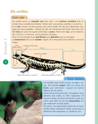 8
Unitat1
Els amfibis
Com són
Els amfibis tenen un esquelet ossi amb crani i una columna vertebral amb un
nombre força variable de vèrtebres. Poden tenir unes petites costelles o no tenir-ne.
En el cap hi tenen una boca grossa, dos orificis nasals, dos ulls que sobresurten, pro-
tegits per dues parpelles, i darrere els ulls, les membranes del timpà. No tenen coll.
Del tronc els surten les quatre extremitats o potes. Poden tenir cua, com la salaman-
dra i el tritó, o no tenir-ne, com la granota i el gripau.
Tenen el cos recobert d’una pell lliscosa amb glàndules que la humitegen.
La temperatura del cos és variable i depèn de la temperatura de l’ambient o de la de
l’aigua.
Com neixen
Les femelles dels amfibis ponen els ous a l’ai-
gua. Són animals ovípars. Dels ous neixen les
larves, que s’alimenten i respiren de manera
diferent que els adults.
De les larves de les granotes i els gripaus, força
diferents dels adults, en diem capgrossos. Al
cap d’un temps, les larves comencen a patir uns
canvis, que reben el nom de metamorfosi, fins
que esdevenen animals adults.
Els tritons i les salamandres també fan la meta-
morfosi abans d’esdevenir adults, encara que, a
diferència dels capgrossos, no perden la cua.
boca
extremitat anterior o superior extremitat posterior o inferior
ull
orifici nasal
CUA
CAP
TRONC
Larves de salamandra
membrana del timpà
parpella
columna vertebral
 