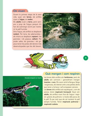 9
On viuen
Durant la primera etapa de la seva
vida, quan són larves, els amfibis
viuen a l’aigua, on neden.
Els adults viuen a terra, però sem-
pre a prop de l’aigua perquè s’hi
han de submergir sovint per mante-
nir la pell humida.
Dins l’aigua, els amfibis es desplacen
nedant. Per terra, les salamandres i
els tritons es desplacen reptant i les
granotes i els gripaus, saltant. Per
poder saltar, les granotes i els gri-
paus tenen les potes del darrere més
desenvolupades que les del davant.
Què mengen i com respiren
Les larves dels amfibis són herbívores, però els
adults són carnívors i generalment mengen
insectes o cucs. Els cacen amb la llengua, llarga
i enganxosa, els retenen amb unes petites dents
que tenen a la boca i se’ls empassen sencers.
Les larves dels amfibis són aquàtiques i, com els
peixos, tenen respiració branquial. Quan són
adults, els amfibis viuen fora de l’aigua i respi-
ren gràcies als pulmons i a través dels porus de
la pell. És per això que els cal mantenir la pell
sempre humida. Tenen respiració pulmonar i
respiració cutània.
Granotes adultes ponent ous
Granota atrapant un insecte
 