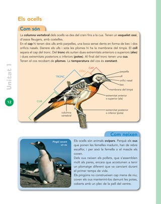 12
Els ocells
Com són
La columna vertebral dels ocells va des del crani fins a la cua. Tenen un esquelet ossi,
d’ossos lleugers, amb costelles.
En el cap hi tenen dos ulls amb parpelles, una boca sense dents en forma de bec i dos
orificis nasals. Darrere els ulls i sota les plomes hi ha la membrana del timpà. El coll
separa el cap del tronc. Del tronc els surten dues extremitats anteriors o superiors (ales)
i dues extremitats posteriors o inferiors (potes). Al final del tronc tenen una cua.
Tenen el cos recobert de plomes. La temperatura del cos és constant.
Com neixen
Els ocells són animals ovípars. Perquè els ous
que ponen les femelles madurin, han de rebre
escalfor, i per això la femella o el mascle els
coven.
Dels ous neixen els pollets, que s’assemblen
molt als pares, encara que acostumen a tenir
un plomatge diferent que va canviant durant
el primer temps de vida.
Els pingüins no construeixen cap mena de niu;
coven els ous mantenint-los damunt les potes,
coberts amb un plec de la pell del ventre.
Unitat1
Pingüí covant
un ou
ull
CAP
COLL
CUA
orifici nasal
bec
membrana del timpà
extremitat anterior
o superior (ala)
extremitat posterior
o inferior (pota)
parpella
TRONC
columna
vertebral
 
