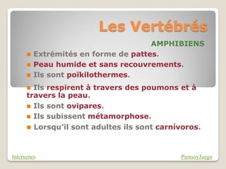 Les Vertébrés
                                      AMPHIBIENS
         Extrémités en forme de pattes.
         Peau humide et sans recouvrements.
         Ils sont poïkilothermes.
       Ils respirent à travers des poumons et à
      travers la peau.
       Ils sont ovipares.
       Ils subissent métamorphose.
       Lorsqu’il sont adultes ils sont carnívoros.



Internenes                                   PiensoyJuego
 