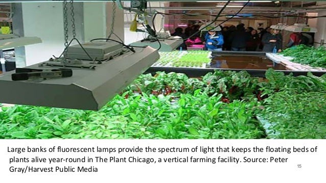 di system: aquaponics how many goldfish per gallon
