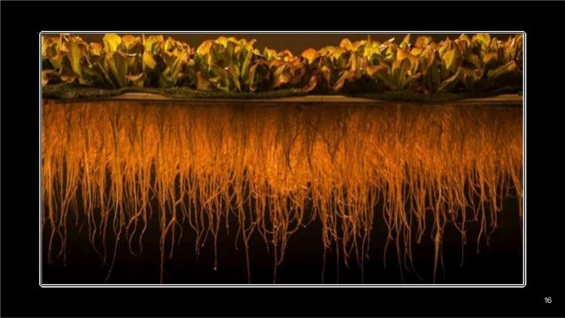 #aquaponics fishless cycling is recommended vs. the