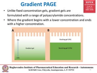 RIPER
AUTONOMOUS
NAAC &
NBA (UG)
SIRO- DSIR
Raghavendra Institute of Pharmaceutical Education and Research - Autonomous
K.R.Palli Cross, Chiyyedu, Anantapuramu, A. P- 515721
Gradient PAGE
• Unlike fixed concentration gels, gradient gels are
formulated with a range of polyacrylamide concentrations.
• Where the gradient begins with a lower concentration and ends
with a higher concentration.
11
 
