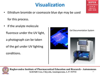 RIPER
AUTONOMOUS
NAAC &
NBA (UG)
SIRO- DSIR
Raghavendra Institute of Pharmaceutical Education and Research - Autonomous
K.R.Palli Cross, Chiyyedu, Anantapuramu, A. P- 515721
Visualization
• Ethidium bromide or coomassie blue dye may be used
for this process.
• If the analyte molecule
fluoresce under the UV light,
a photograph can be taken
of the gel under UV lighting
conditions.
19
 