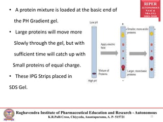 RIPER
AUTONOMOUS
NAAC &
NBA (UG)
SIRO- DSIR
Raghavendra Institute of Pharmaceutical Education and Research - Autonomous
K.R.Palli Cross, Chiyyedu, Anantapuramu, A. P- 515721
• A protein mixture is loaded at the basic end of
the PH Gradient gel.
• Large proteins will move more
Slowly through the gel, but with
sufficient time will catch up with
Small proteins of equal charge.
• These IPG Strips placed in
SDS Gel.
22
 