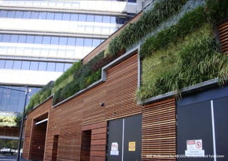 vertical greening systems | stephanie gautama   Vertical Garden Panels of Fytowall intended for Adelaide zoo. It is in pre-growing phase
 