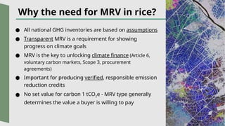 Vertically bundled MRV for rice_final.pptx