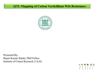 QTL Mapping of Cotton Verticillium Wilt Resistance
Presented By..
Ripon Kumar Sikder, PhD Fellow
Institute of Cotton Research, CAAS
 