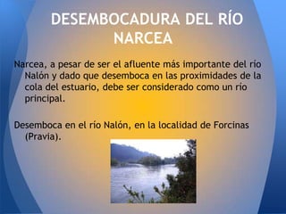 DESEMBOCADURA DEL RÍO
              NARCEA
Narcea, a pesar de ser el afluente más importante del río
  Nalón y dado que desemboca en las proximidades de la
  cola del estuario, debe ser considerado como un río
  principal.

Desemboca en el río Nalón, en la localidad de Forcinas
  (Pravia).
 