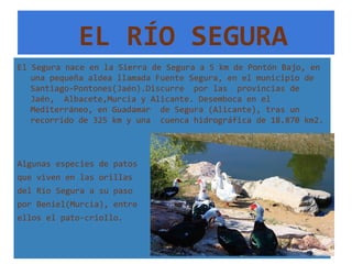 EL RÍO SEGURA
El Segura nace en la Sierra de Segura a 5 km de Pontón Bajo, en
   una pequeña aldea llamada Fuente Segura, en el municipio de
   Santiago-Pontones(Jaén).Discurre por las provincias de
   Jaén, Albacete,Murcia y Alicante. Desemboca en el
   Mediterráneo, en Guadamar de Segura (Alicante), tras un
   recorrido de 325 km y una cuenca hidrográfica de 18.870 km2.



Algunas especies de patos
que viven en las orillas
del Río Segura a su paso
por Beniel(Murcia), entre
ellos el pato-criollo.
 