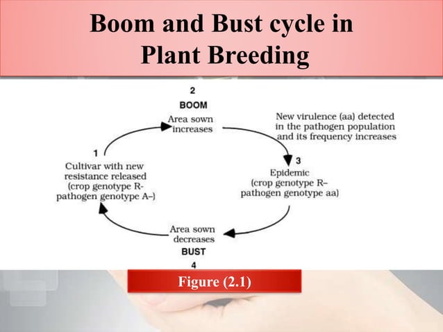 Vertifolia effect and boom and bust cycle | PPTX | Agriculture | Industries