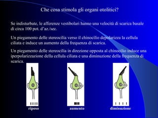 Vertigine. Dott. Mauro Zanocchi Slide 12