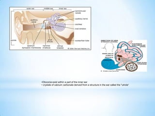 •Otoconia exist within a part of the inner ear
• crystals of calcium carbonate derived from a structure in the ear called the "utricle“
 