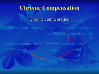 Chronic Compensation <ul><li>Chronic compensation </li></ul>Right vestibule damaged Left vestibul normal normal electrical...