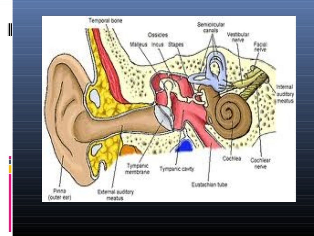 meniere's disease (Vertigo) and labyrinthitis