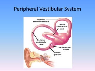 Peripheral Vestibular System
 