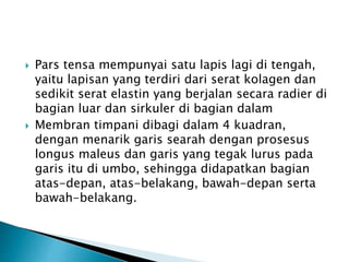  Pars tensa mempunyai satu lapis lagi di tengah,
yaitu lapisan yang terdiri dari serat kolagen dan
sedikit serat elastin yang berjalan secara radier di
bagian luar dan sirkuler di bagian dalam
 Membran timpani dibagi dalam 4 kuadran,
dengan menarik garis searah dengan prosesus
longus maleus dan garis yang tegak lurus pada
garis itu di umbo, sehingga didapatkan bagian
atas-depan, atas-belakang, bawah-depan serta
bawah-belakang.
 