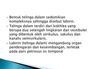  Bentuk telinga dalam sedemikian
kompleksnya sehingga disebut labirin.
 Telinga dalam terdiri dari kokhlea yang
berupa dua setengah lingkaran dan vestibuler
yang dibentuk oleh utrikulus, sakulus dan
kanalis semisirkularis.
 Labirin (telinga dalam) mengandung organ
pendengaran dan keseimbangan, terletak
pada pars petrosus os temporal
 