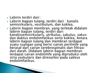  Labirin terdiri dari :
 Labirin bagian tulang, terdiri dari : kanalis
semisirkularis, vestibulum, dan koklea.
 Labirin bagian membran, yang terletak didalam
labirin bagian tulang, terdiri dari:
kanalissemisirkularis, utrikulus, sakulus, sakus
dan duktus endolimfatikus serta koklea. Antara
labirin bagian tulang dan membran terdapat
suatu ruangan yang berisi cairan perilimfe yang
berasal dari cairan serebrospinalis dan filtrasi
dari darah. Didalam labirin bagian membran
terdapat cairan endolimfe yang diproduksi oleh
stria vaskularis dan diresorbsi pada sakkus
endolimfatikus.
 