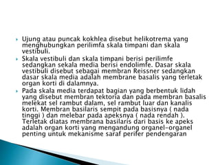 Ujung atau puncak kokhlea disebut helikotrema yang
menghubungkan perilimfa skala timpani dan skala
vestibuli.
 Skala vestibuli dan skala timpani berisi perilimfe
sedangkan sekala media berisi endolimfe. Dasar skala
vestibuli disebut sebagai membran Reissner sedangkan
dasar skala media adalah membrane basalis yang terletak
organ korti di dalamnya.
 Pada skala media terdapat bagian yang berbentuk lidah
yang disebut membran tektoria dan pada membran basalis
melekat sel rambut dalam, sel rambut luar dan kanalis
korti. Membran basilaris sempit pada basisnya ( nada
tinggi ) dan melebar pada apeksnya ( nada rendah ).
Terletak diatas membrana basilaris dari basis ke apeks
adalah organ korti yang mengandung organel-organel
penting untuk mekanisme saraf perifer pendengaran
 