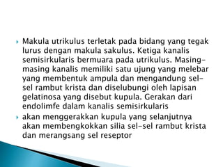  Makula utrikulus terletak pada bidang yang tegak
lurus dengan makula sakulus. Ketiga kanalis
semisirkularis bermuara pada utrikulus. Masing-
masing kanalis memiliki satu ujung yang melebar
yang membentuk ampula dan mengandung sel-
sel rambut krista dan diselubungi oleh lapisan
gelatinosa yang disebut kupula. Gerakan dari
endolimfe dalam kanalis semisirkularis
 akan menggerakkan kupula yang selanjutnya
akan membengkokkan silia sel-sel rambut krista
dan merangsang sel reseptor
 