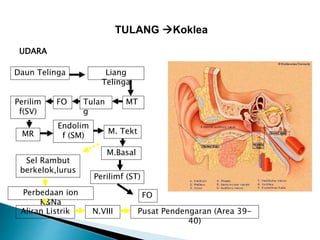 UDARA
Daun Telinga Liang
Telinga
MTTulan
g
FOPerilim
f(SV)
MR
Endolim
f (SM)
M. Tekt
M.Basal
Perilimf (ST)
FO
Sel Rambut
berkelok,lurus
Perbedaan ion
K&Na
Aliran Listrik N.VIII Pusat Pendengaran (Area 39-
40)
TULANG Koklea
 