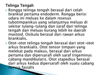 Telinga Tengah
 Rongga telinga tengah berasal dari celah
brankial pertama endoderm. Rongga berisi
udara ini meluas ke dalam resesus
tubotimpanikus yang selanjutnya meluas di
sekitar tulang-tulang dan saraf dari telinga
tengah dan meluas kurang lebih ke daerah
mastoid. Osikula berasal dari rawan arkus
brankialis.
 Otot-otot telinga tengah berasal dari otot-otot
arkus brankialis. Otot tensor timpani yang
melekat pada maleus, berasal dari arkus
pertama dan dipersarafi oleh saraf trigeminus
cabang mandibularis. Otot stapedius berasal
dari arkus kedua dipersarafi oleh suatu cabang
nervus fasialis
 