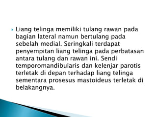  Liang telinga memiliki tulang rawan pada
bagian lateral namun bertulang pada
sebelah medial. Seringkali terdapat
penyempitan liang telinga pada perbatasan
antara tulang dan rawan ini. Sendi
temporomandibularis dan kelenjar parotis
terletak di depan terhadap liang telinga
sementara prosesus mastoideus terletak di
belakangnya.
 