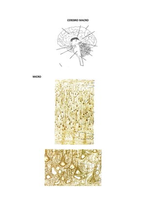 CEREBRO MACRO
MICRO
 