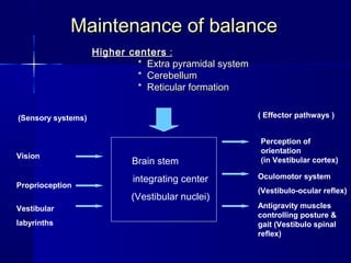 Balance Pathways Cortex Approach to Vertigo | PPT