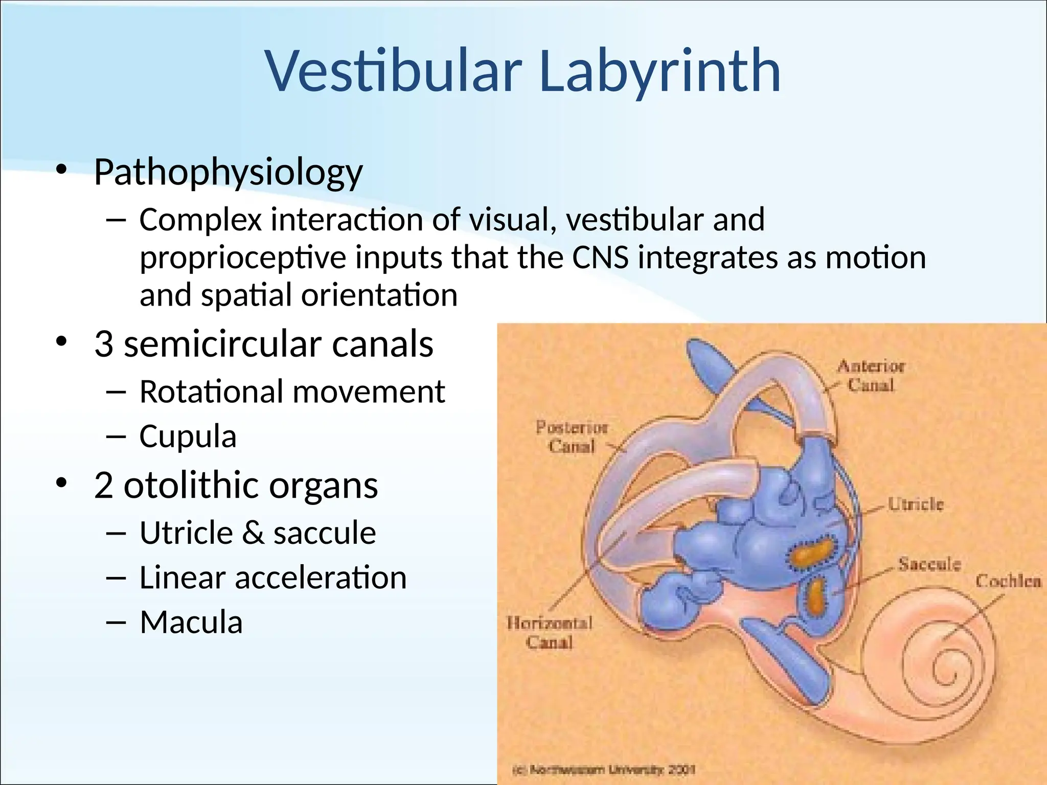 Vertigo diagnosis and management of vertigo | PPTX