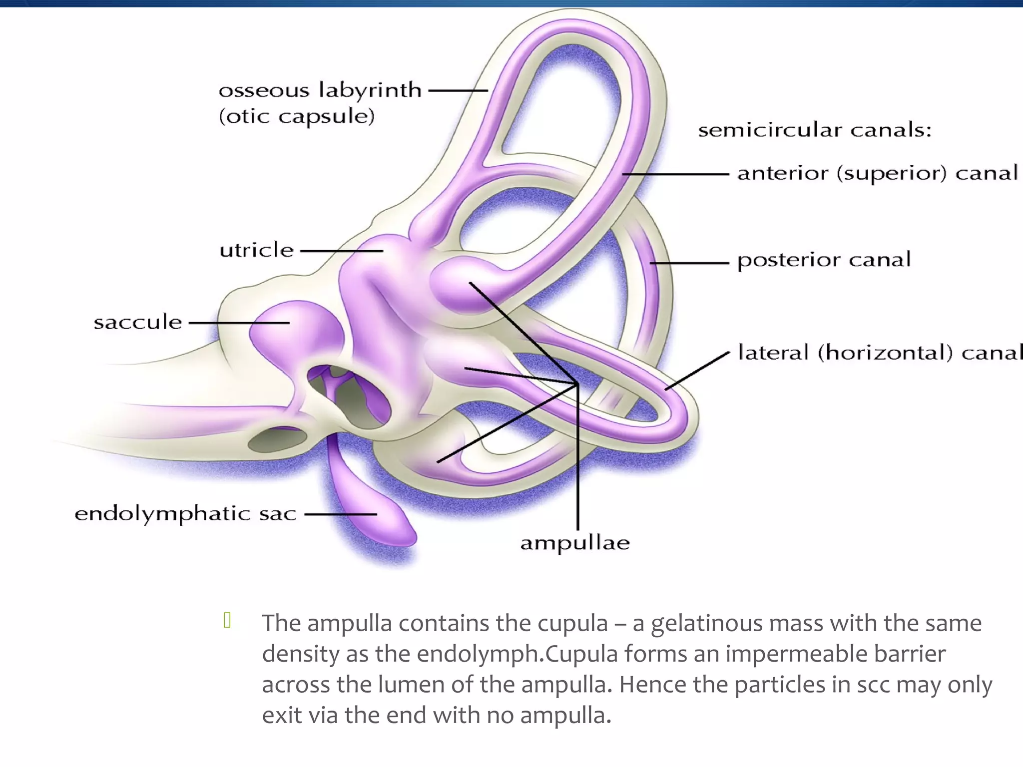  The ampulla contains the cupula – a gelatinous mass with the same
density as the endolymph.Cupula forms an impermeable barrier
across the lumen of the ampulla. Hence the particles in scc may only
exit via the end with no ampulla.
 