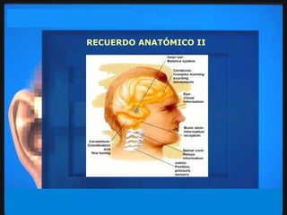 RECUERDO ANATÓMICO II 