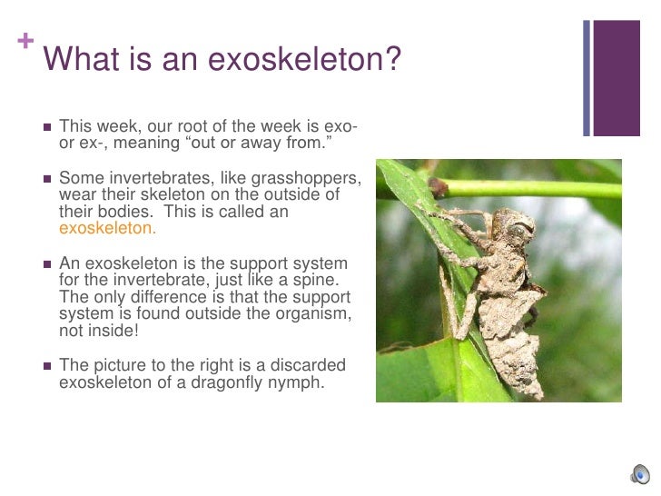 Episode 1 Vertebrates and Invertebrates