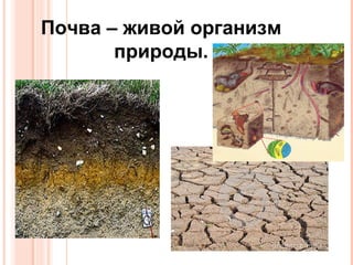 Почва – живой организм 
природы. 
 