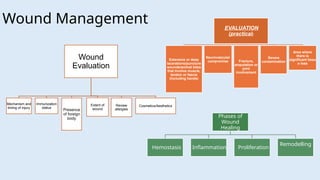 Wound Management
Wound
Evaluation
Mechanism and
timing of injury
Immunization
status
Presence
of foreign
body
Extent of
wound
Review
allergies
Cosmetics/Aesthetics
EVALUATION
(practical)
Extensive or deep
lacerations/puncture
wounds/animal bites
that involve muscle,
tendon or fascia
(including hands)
Neurovascular
compromise Fracture,
amputation or
joint
involvement
Severe
contamination
Area where
there is
significant tissu
e loss
Phases of
Wound
Healing
Hemostasis Inflammation Proliferation
Remodelling
 