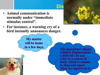 Displacement
• Animal communication is
normally under “immediate
stimulus control”.
• For instance, a warning cry of a
bird instantly announces danger.
My master
will be home
in a few days.
The honeybee's dance
exhibits displacement
a little bit: he can
refer to a source of
food, which is remote
in time and space
when he reports on it.
×
 