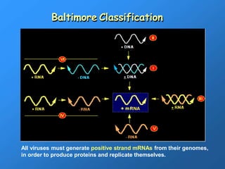 the fundementals and the basics of the viral replication cycle.pptx