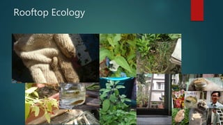 Rooftop Ecology
 