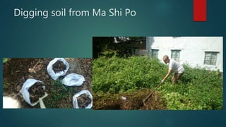 Digging soil from Ma Shi Po
 