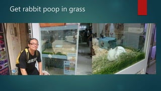Get rabbit poop in grass
 