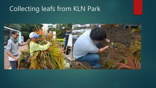 Collecting leafs from KLN Park
 