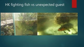 HK fighting fish vs unexpected guest
 