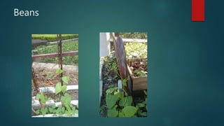 Beans
 