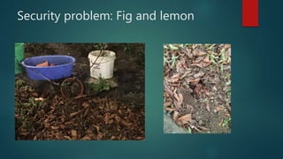 Security problem: Fig and lemon
 