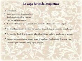  Constituida:
• Vasos sanguíneos de gran calibre.
• Tejido conjuntivo laxo y denso.
• Una red linfática extensa.
• Nervios autónomos que inervan la capa muscular externa y los vasos sanguíneos.
 En el tejido conjuntivo también hay muchas fibras elásticas y adipocitos abundantes.
 En los sitios donde la vesícula esta adherida al hígado recibe el nombre de adventicia.
 La superficie vesicular que no esta unida al hígado recibe el nombre de serosa, esta
contiene tejido conectivo laxo y tejido adiposo.
 